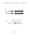 NLRC5 AS A TARGET FOR IMMUNE THERAPY diagram and image