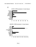 NLRC5 AS A TARGET FOR IMMUNE THERAPY diagram and image