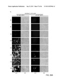 NLRC5 AS A TARGET FOR IMMUNE THERAPY diagram and image