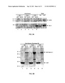 COMPOSITIONS AND METHODS FOR DIAGNOSING AND TREATING CANCER AND     NEURODEGENERATIVE DISEASES RLATED TO BECLIN-1 diagram and image