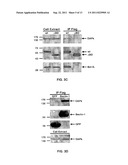 COMPOSITIONS AND METHODS FOR DIAGNOSING AND TREATING CANCER AND     NEURODEGENERATIVE DISEASES RLATED TO BECLIN-1 diagram and image