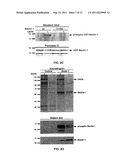 COMPOSITIONS AND METHODS FOR DIAGNOSING AND TREATING CANCER AND     NEURODEGENERATIVE DISEASES RLATED TO BECLIN-1 diagram and image