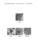 COMPOSITIONS AND METHODS FOR DIAGNOSING AND TREATING CANCER AND     NEURODEGENERATIVE DISEASES RLATED TO BECLIN-1 diagram and image