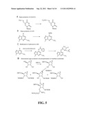 SCREENING METHODS FOR IDENTIFYING SPECIFIC STAPHYLOCOCCUS AUREUS     INHIBITORS diagram and image