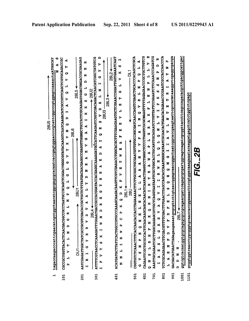 METHODS FOR CONVERTING GLUCOSE TO ASCORBIC ACID - diagram, schematic, and image 05