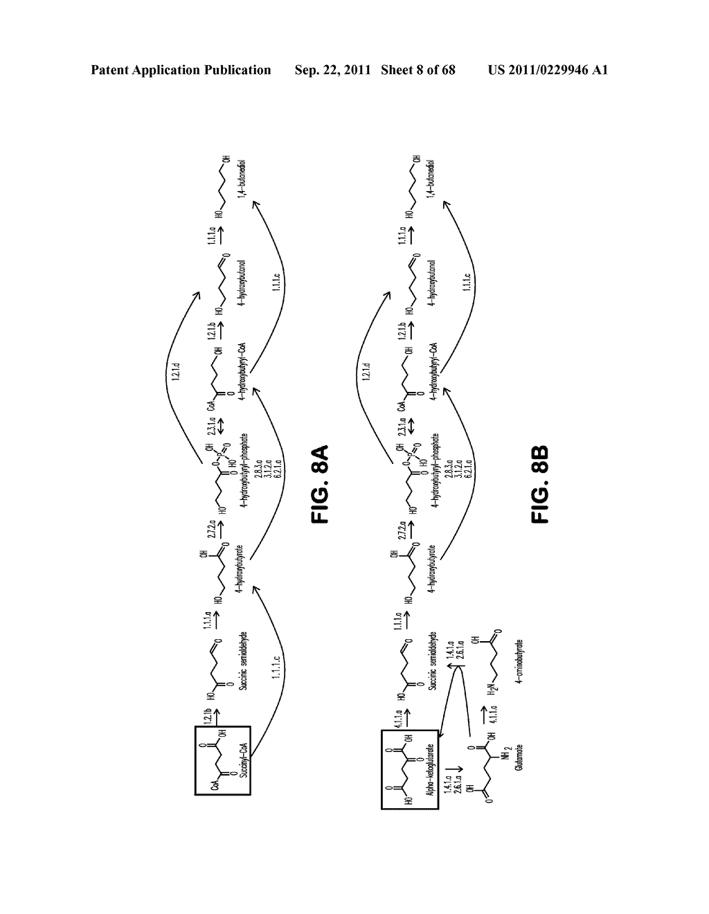 MICROORGANISMS FOR THE PRODUCTION OF 1,4-BUTANEDIOL, 4-HYDROXYBUTANAL,     4-HYDROXYBUTYRYL-COA, PUTRESCINE AND RELATED COMPOUNDS, AND METHODS     RELATED THERETO - diagram, schematic, and image 09