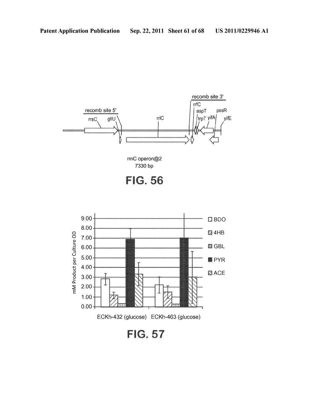 MICROORGANISMS FOR THE PRODUCTION OF 1,4-BUTANEDIOL, 4-HYDROXYBUTANAL,     4-HYDROXYBUTYRYL-COA, PUTRESCINE AND RELATED COMPOUNDS, AND METHODS     RELATED THERETO - diagram, schematic, and image 62