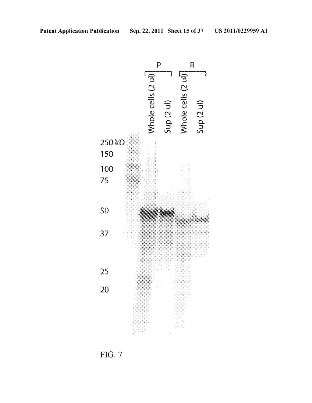 ENGINEERED MICROORGANISMS WITH ENHANCED FERMENTATION ACTIVITY - diagram, schematic, and image 16