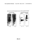 PEGylation by the Dock and Lock (DNL) Technique diagram and image