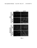 BONE MARROW-DERIVED MESENCHYMAL STEM CELLS AS A SOURCE OF NEURAL     PROGENITORS diagram and image