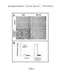 BONE MARROW-DERIVED MESENCHYMAL STEM CELLS AS A SOURCE OF NEURAL     PROGENITORS diagram and image