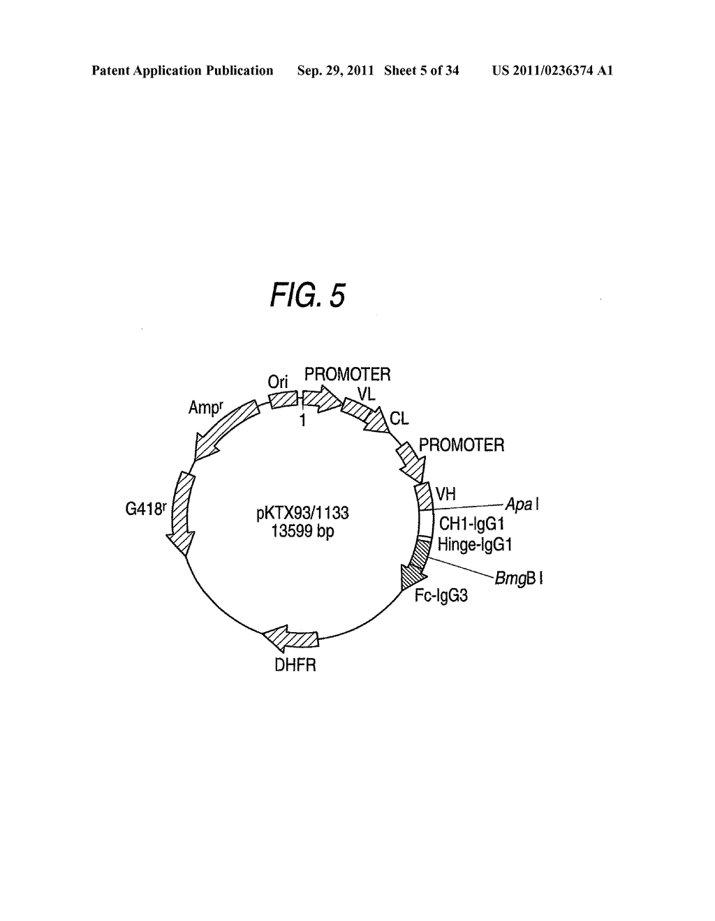 GENETICALLY RECOMBINANT ANTIBODY COMPOSITION CAPABLE OF BINDING     SPECIFICALLY TO GANGLIOSIDE GM2 - diagram, schematic, and image 06