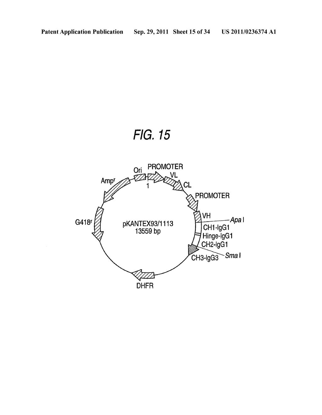 GENETICALLY RECOMBINANT ANTIBODY COMPOSITION CAPABLE OF BINDING     SPECIFICALLY TO GANGLIOSIDE GM2 - diagram, schematic, and image 16