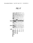 GENETICALLY RECOMBINANT ANTIBODY COMPOSITION CAPABLE OF BINDING     SPECIFICALLY TO GANGLIOSIDE GM2 diagram and image