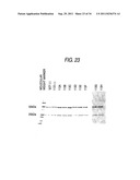 GENETICALLY RECOMBINANT ANTIBODY COMPOSITION CAPABLE OF BINDING     SPECIFICALLY TO GANGLIOSIDE GM2 diagram and image