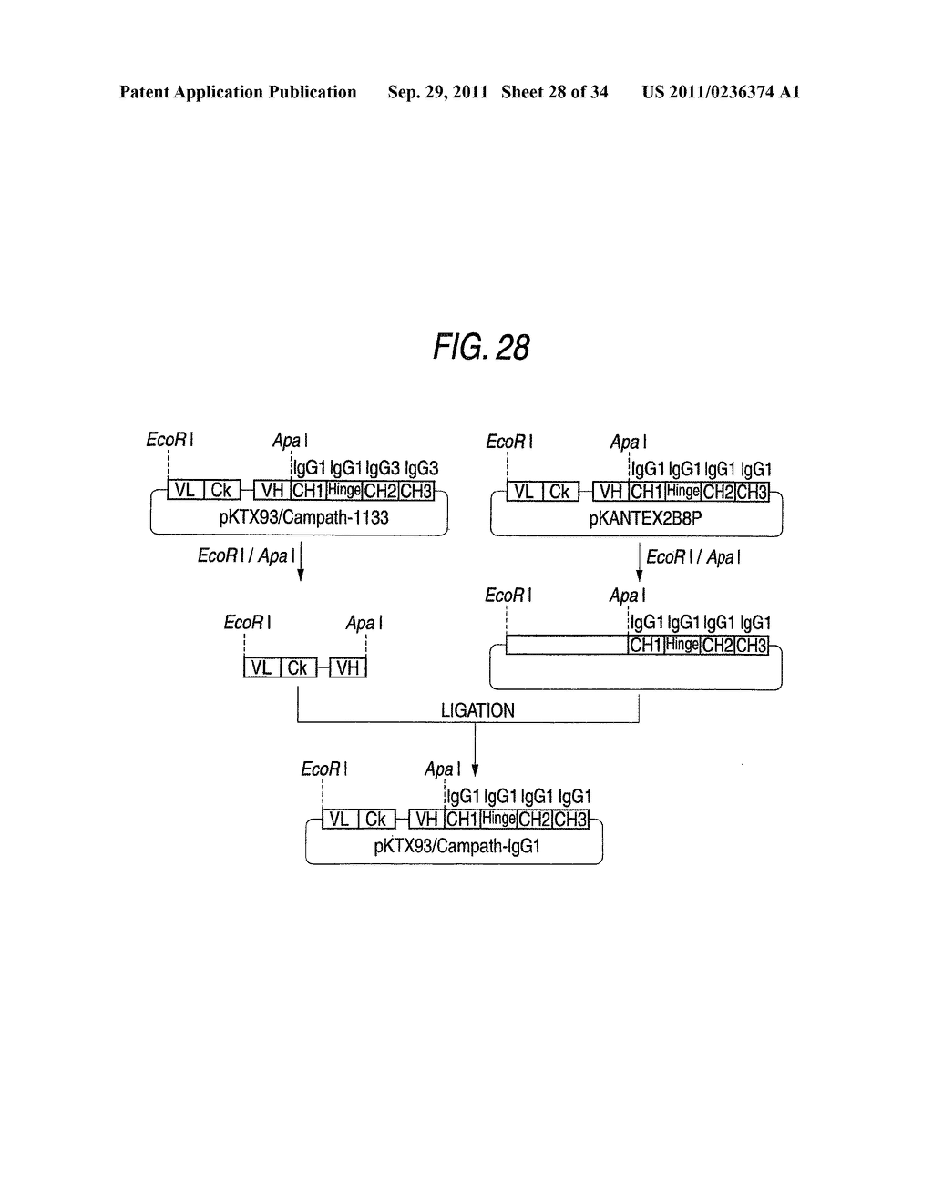 GENETICALLY RECOMBINANT ANTIBODY COMPOSITION CAPABLE OF BINDING     SPECIFICALLY TO GANGLIOSIDE GM2 - diagram, schematic, and image 29