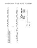 NON-HUMAN MAMMALS FOR THE PRODUCTION OF CHIMERIC ANTIBODIES diagram and image