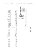 NON-HUMAN MAMMALS FOR THE PRODUCTION OF CHIMERIC ANTIBODIES diagram and image