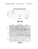 TARGETING PAX2 FOR THE INDUCTION OF DEFB1-MEDIATED TUMOR IMMUNITY AND     CANCER THERAPY diagram and image