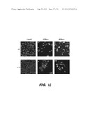 TARGETING PAX2 FOR THE INDUCTION OF DEFB1-MEDIATED TUMOR IMMUNITY AND     CANCER THERAPY diagram and image