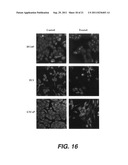 TARGETING PAX2 FOR THE INDUCTION OF DEFB1-MEDIATED TUMOR IMMUNITY AND     CANCER THERAPY diagram and image