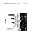 COAGULATION FACTOR MODULATION FOR CONTROLLING TRANSPLANT ORGAN SIZE diagram and image