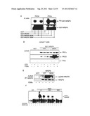 Antagonists of NR2F6 For Augmenting The Immune Response diagram and image