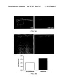 MEMBRANE diagram and image