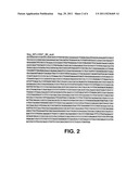 POLYNUCLEOTIDES ENCODING ANTIGENIC HIV TYPE C POLYPEPTIDES, POLYPEPTIDES     AND USES THEREOF diagram and image