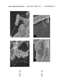 THREE DIMENSIONAL ELECTRODES USEFUL FOR MICROBIAL FUEL CELLS diagram and image