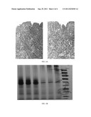 Methods for Processing Biological Tissues diagram and image