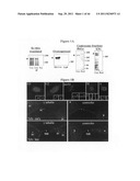 Centrosome proteins and uses thereof diagram and image