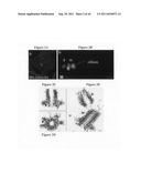 Centrosome proteins and uses thereof diagram and image