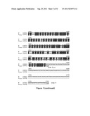 VECTOR COMPRISING MULTIPLE HOMOLOGOUS NUCLEOTIDE SEQUENCES diagram and image