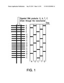 DNA SEQUENCING METHODS AND DETECTORS AND SYSTEMS FOR CARRYING OUT THE SAME diagram and image