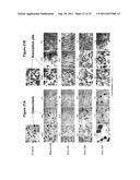 BIARYL COMPOSITIONS AND METHODS FOR MODULATING A KINASE CASCADE diagram and image