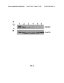 USE OF RNAi TECHNOLOGY TO INHIBIT ASIC3 diagram and image