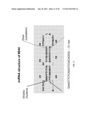 USE OF RNAi TECHNOLOGY TO INHIBIT ASIC3 diagram and image