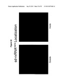 RNA INTERFERENCE IN SKIN INDICATIONS diagram and image