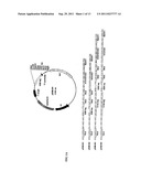 FUSION PROTEIN CONTAINING A SINGLE-STRANDED DNA BINDING PROTEIN AND     METHODS FOR EXPRESSION AND PURIFICATION OF THE SAME diagram and image