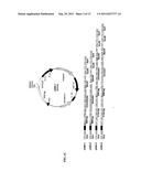 FUSION PROTEIN CONTAINING A SINGLE-STRANDED DNA BINDING PROTEIN AND     METHODS FOR EXPRESSION AND PURIFICATION OF THE SAME diagram and image