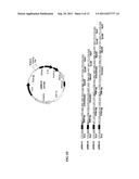 FUSION PROTEIN CONTAINING A SINGLE-STRANDED DNA BINDING PROTEIN AND     METHODS FOR EXPRESSION AND PURIFICATION OF THE SAME diagram and image