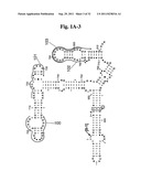 SECONDARY STRUCTURE DEFINING DATABASE AND METHODS FOR DETERMINING IDENTITY     AND GEOGRAPHIC ORIGIN OF AN UNKNOWN BIOAGENT THEREBY diagram and image