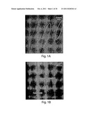 DEPOSITION OF NANOWIRES AND OTHER NANOSCALE OBJECTS ON SURFACES diagram and image