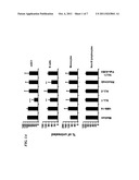 Antibody-Based Depletion of Antigen-Presenting Cells and Dendritic Cells diagram and image