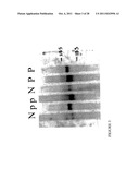 METHODS OF DIAGNOSING AND TREATING COMPLICATIONS OF PREGNANCY diagram and image