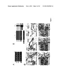 ANTIBODIES AGAINST DOMAINS OF LAMININ-332 diagram and image