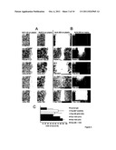 ANTIBODIES AGAINST DOMAINS OF LAMININ-332 diagram and image