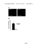 ANTIBODIES AGAINST DOMAINS OF LAMININ-332 diagram and image