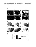 ANTIBODIES AGAINST DOMAINS OF LAMININ-332 diagram and image